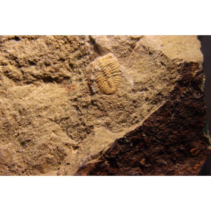 Shergoldiella vincenti  (Geyer, 2006)  cambrien  Tarhoucht, tinejdad - maroc