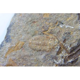 Shergoldiella vincenti