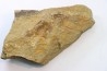 Shergoldiella vincenti