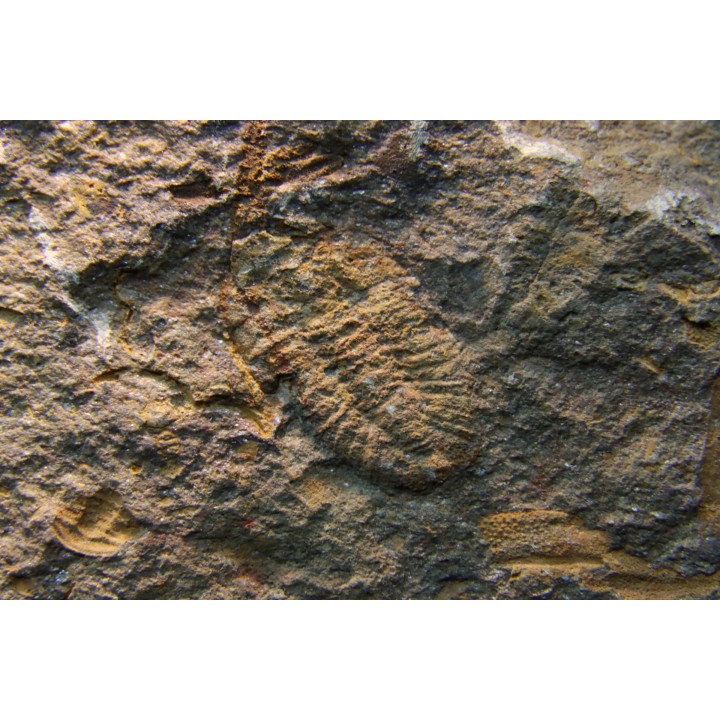 Shergoldiella vincenti