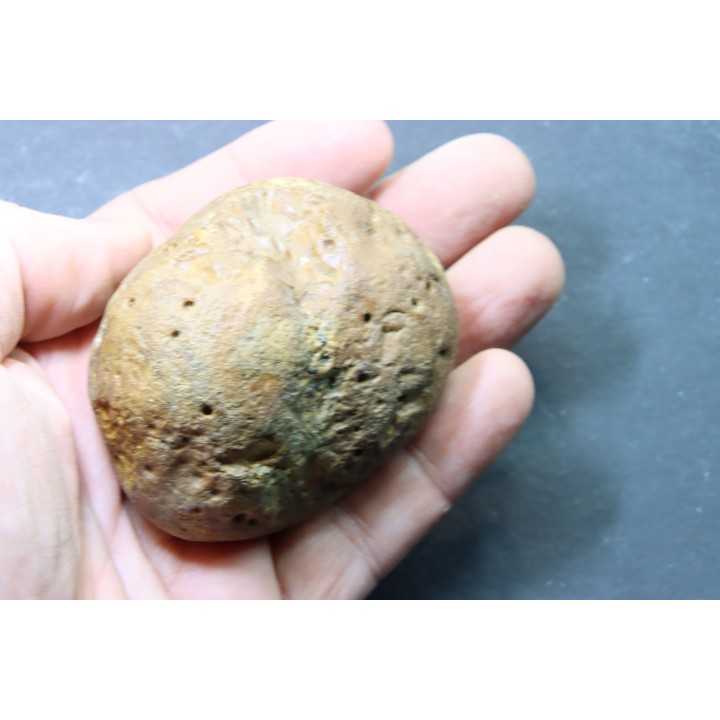 CRETACEOUS AMBER FROM ARCHINGEAY - FRANCE