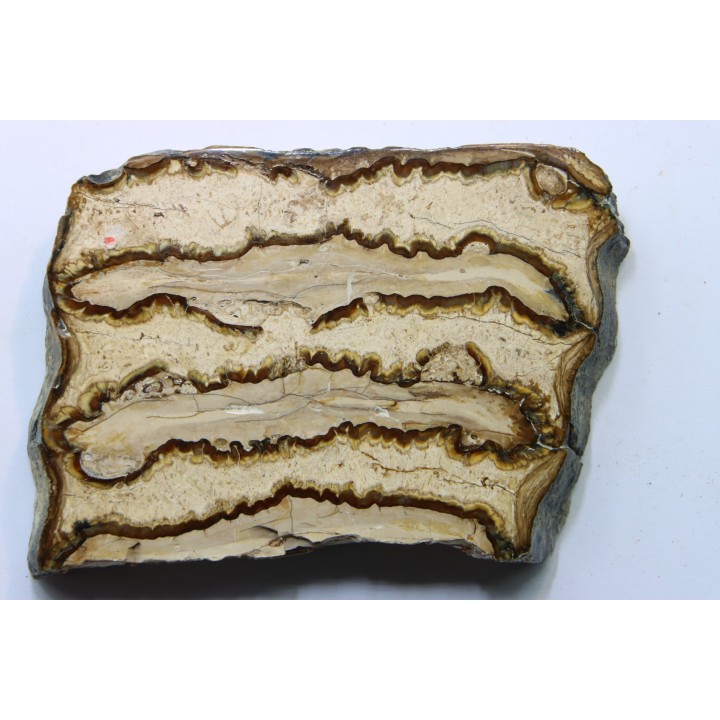 MAMMOTH TOOTH:  mammuthus columbi