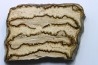 DENT DE MAMMOUTH: mammuthus columbi - Pleistocene - South Carolina, United States
