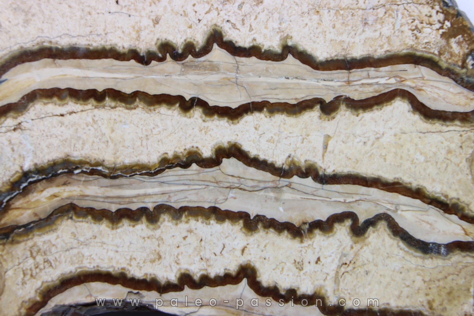DENT DE MAMMOUTH: mammuthus columbi - Pleistocene - South Carolina, United States