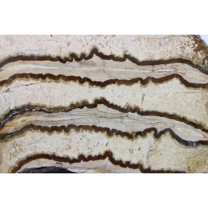 DENT DE MAMMOUTH:  mammuthus columbi - Pleistocene - South Carolina, United States