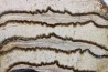 MAMMOTH TOOTH: mammuthus columbi