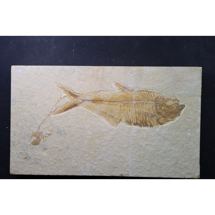 Diplomystus dentatus