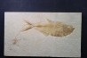Diplomystus dentatus