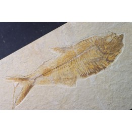 poisson fossile Diplomystus dentatus - USA