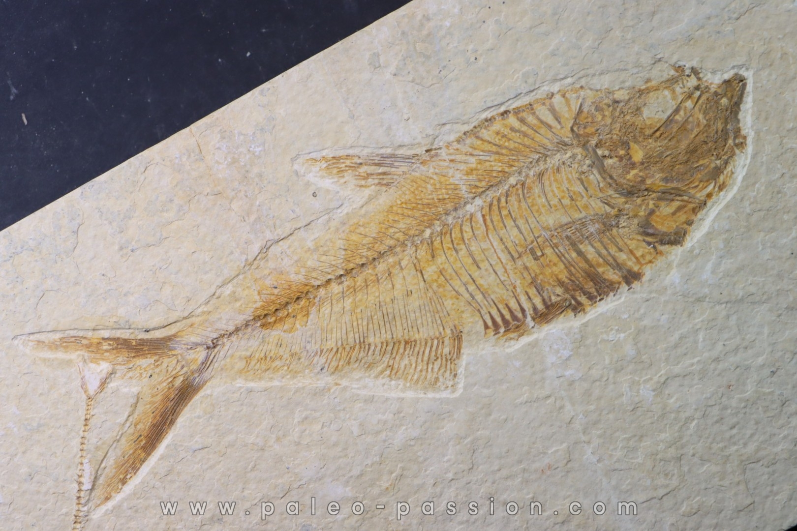 Diplomystus dentatus