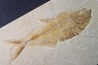 Diplomystus dentatus