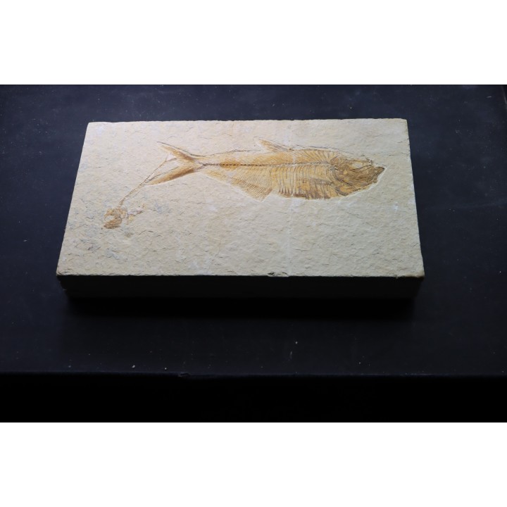 poisson fossile Diplomystus dentatus - USA
