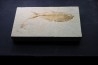 poisson fossile Diplomystus dentatus - USA