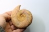 ERYCITES FALLIFAX