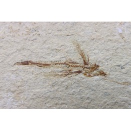 EXOCOETOIDES MINOR (flying fish) Cenomanien - Hgula, LIBAN