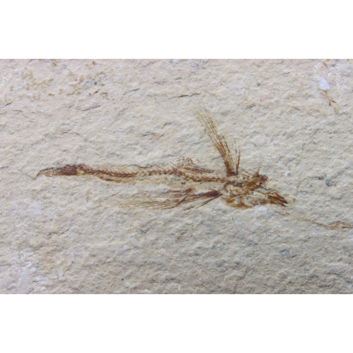 EXOCOETOIDES MINOR (flying fish) (2)