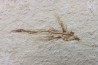 EXOCOETOIDES MINOR (flying fish) (2)