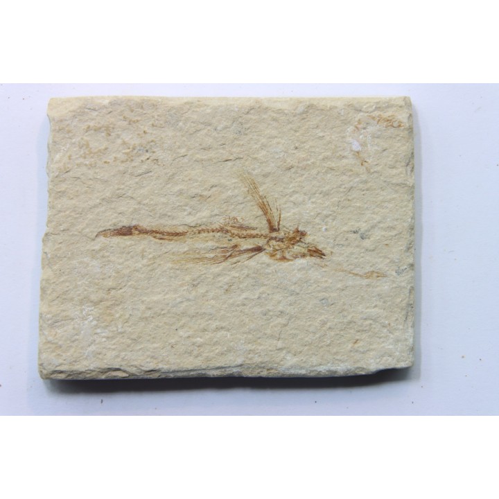 EXOCOETOIDES MINOR (flying fish) (2)