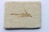 EXOCOETOIDES MINOR (flying fish) (2)