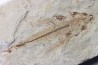EXOCOETOIDES MINOR (flying fish) (2)