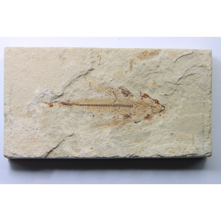 EXOCOETOIDES MINOR (flying fish) (2)