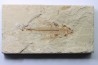 EXOCOETOIDES MINOR (flying fish) (2)