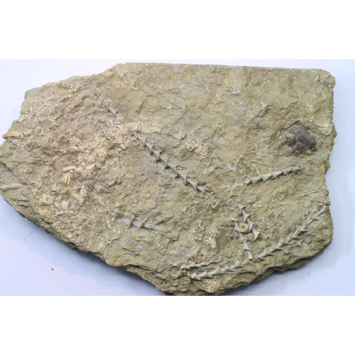 Archimedes sp. - mississippian - carboniferous - Bangor Limestone - NW ALABAMA - USA