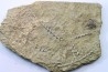 Archimedes sp. - mississippian - carbonifère - Bangor Limestone - NW ALABAMA - USA