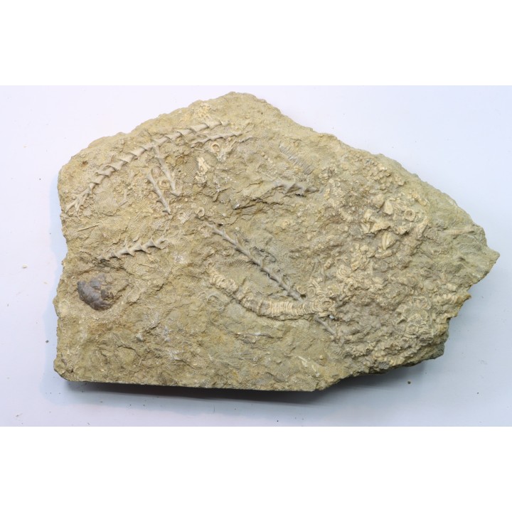Archimedes sp. - mississippian - carboniferous - Bangor Limestone - NW ALABAMA - USA