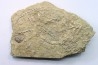 Archimedes sp. - mississippian - carbonifère - Bangor Limestone - NW ALABAMA - USA