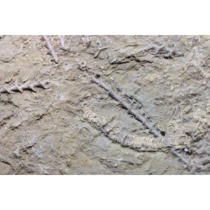 Archimedes sp. - mississippian - carboniferous - Bangor Limestone - NW ALABAMA - USA