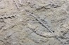 Archimedes sp. - mississippian - carbonifère - Bangor Limestone - NW ALABAMA - USA