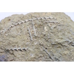Archimedes sp. - mississippian - carboniferous - Bangor Limestone - NW ALABAMA - USA