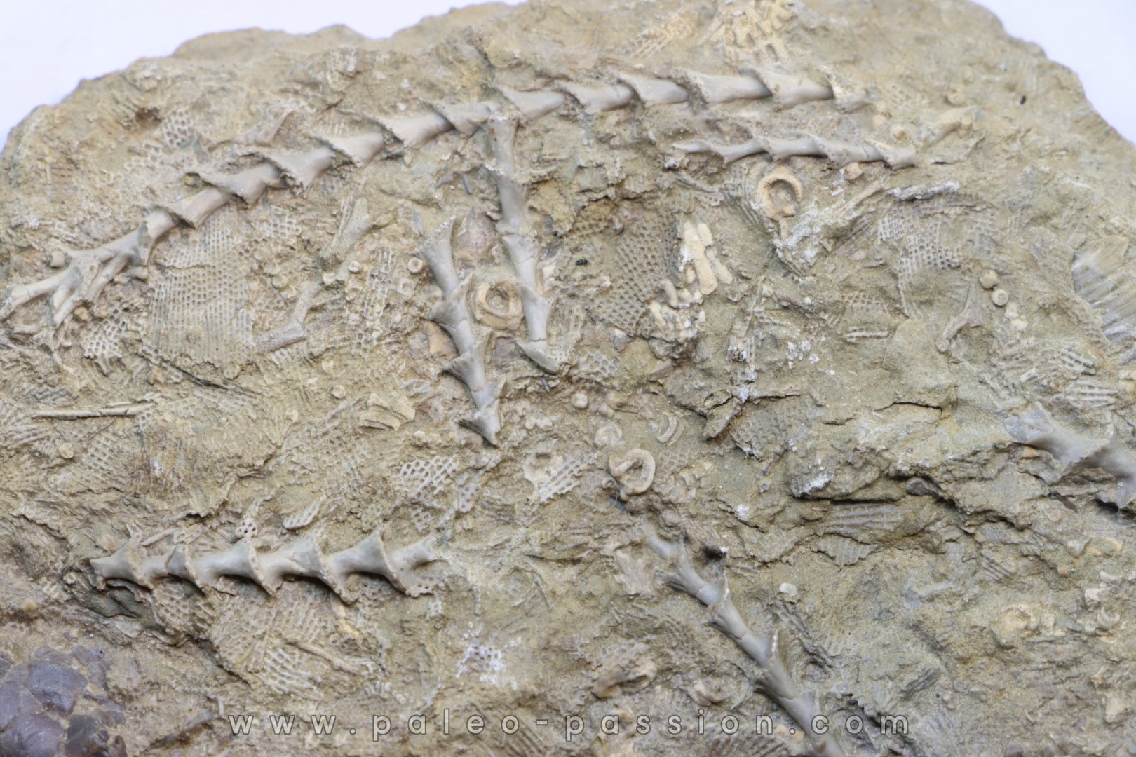 Archimedes sp. - mississippian - carboniferous - Bangor Limestone - NW ALABAMA - USA