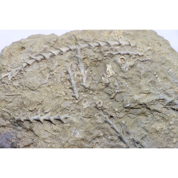 Archimedes sp. - mississippian - carboniferous - Bangor Limestone - NW ALABAMA - USA