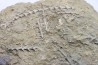 Archimedes sp. - mississippian - carbonifère - Bangor Limestone - NW ALABAMA - USA