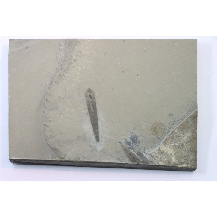 PRIAPULID WORM - Selkirkia willoughbyi - mid. cambrian - Wheeler Shale - Utah, USA