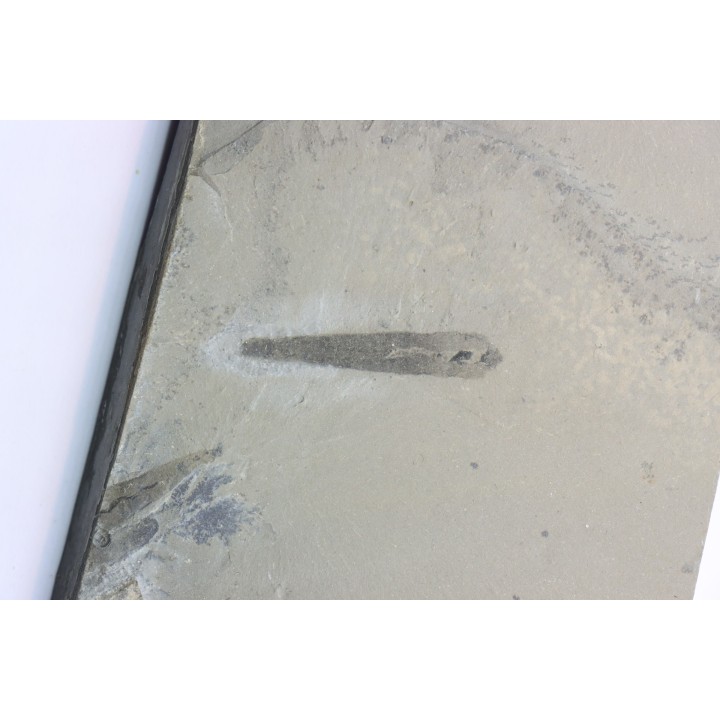 PRIAPULID WORM - Selkirkia willoughbyi - mid. cambrian - Wheeler Shale - Utah, USA