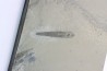 PRIAPULID WORM - Selkirkia willoughbyi - mid. cambrian - Wheeler Shale - Utah, USA