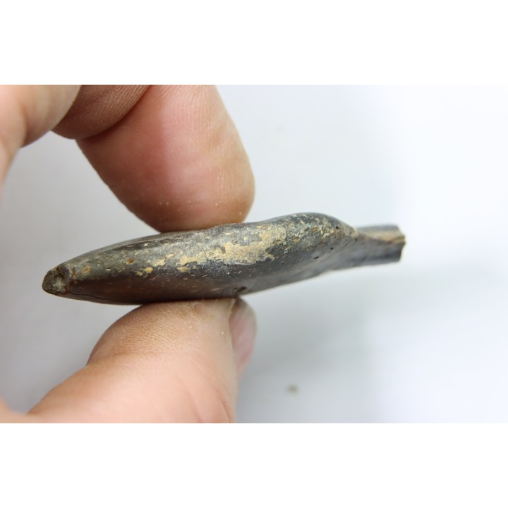 bélemnite: Duvalia émérici (with acrothoracic crustaceans traces)- upper Valanginian - Alpes de haute Provence - France