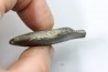 bélemnite: Duvalia émérici (with acrothoracic crustaceans traces)- upper Valanginian - Alpes de haute Provence - France