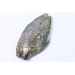 bélemnite: Duvalia émérici (avec traces de crustacés acrothoraciques) - Valanginien supérieur - Alpes de haute Provence - France