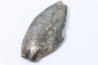 bélemnite: Duvalia émérici (avec traces de crustacés acrothoraciques) - Valanginien supérieur - Alpes de haute Provence - France