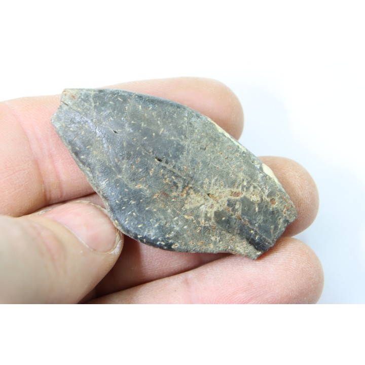 bélemnite: Duvalia émérici (avec traces de crustacés acrothoraciques) - Valanginien supérieur - Alpes de haute Provence - France