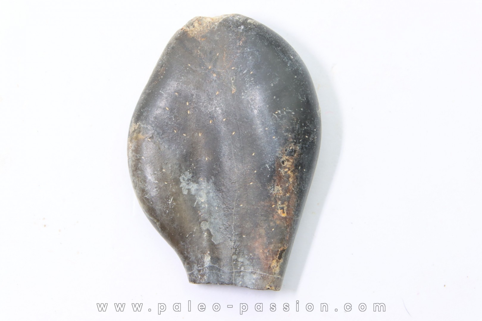 bélemnite: Duvalia émérici (with acrothoracic crustaceans traces )- upper Valanginian - Alpes de haute Provence - France