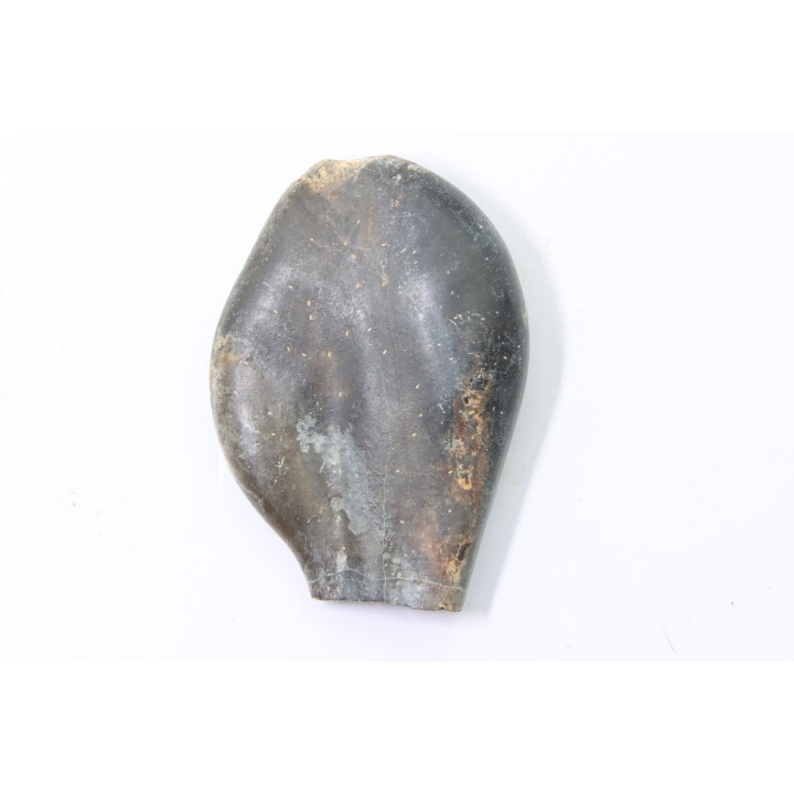 bélemnite: Duvalia émérici (with acrothoracic crustaceans traces )- upper Valanginian - Alpes de haute Provence - France