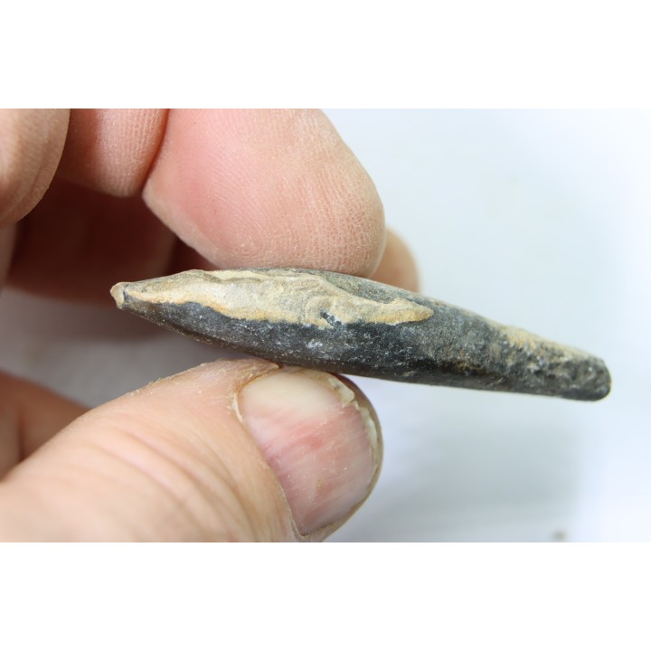 bélemnite: Duvalia émérici - upper Valanginian - Alpes de haute Provence - France