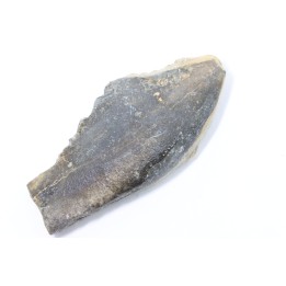 bélemnite: Duvalia émérici - Valanginien supérieur - Alpes de haute Provence - France