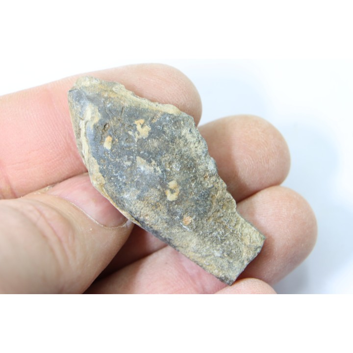 bélemnite: Duvalia émérici - Valanginien supérieur - Alpes de haute Provence - France
