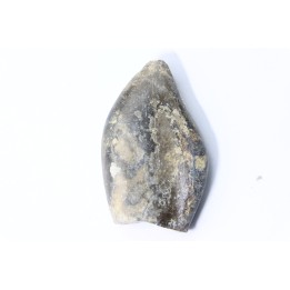 bélemnite: Duvalia émérici - upper Valanginian - Alpes de haute Provence - France